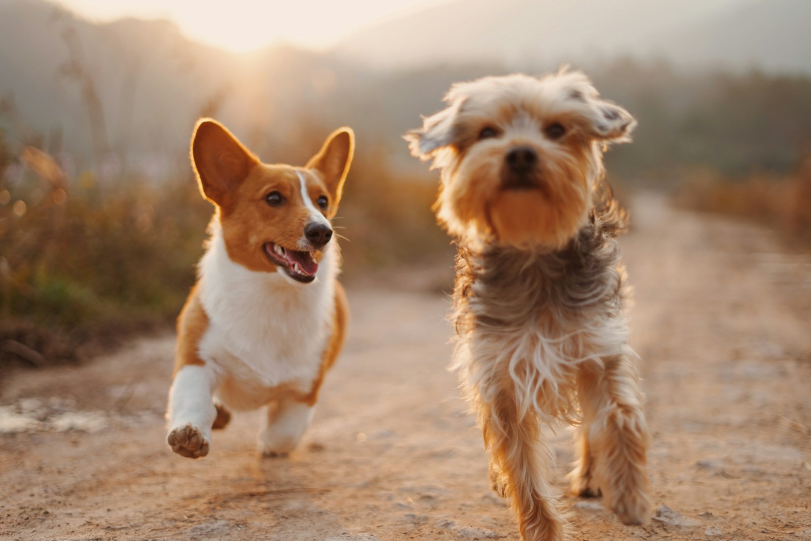 Two happy dogs enjoying time outdoors