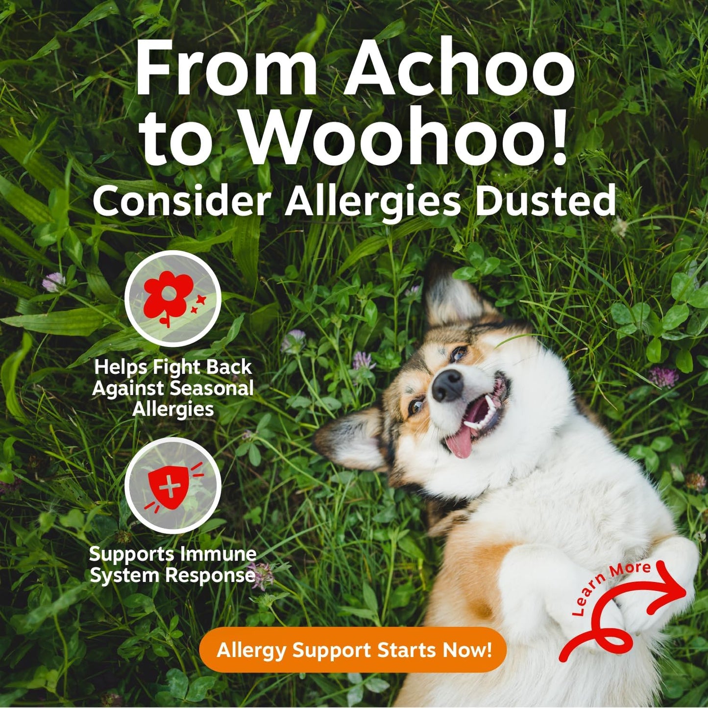 Dog Allergy Support Chews