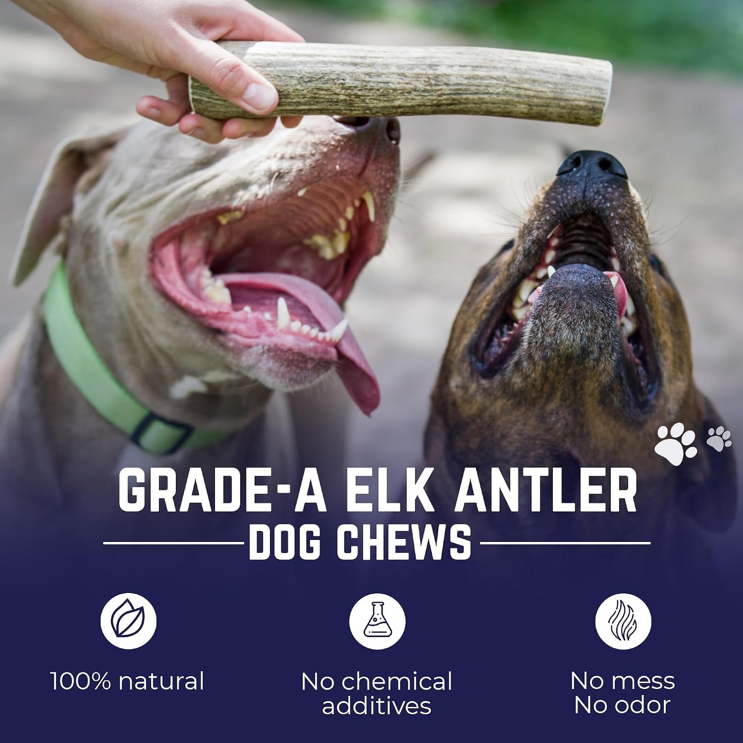 Natural Elk Antler Dog Chew