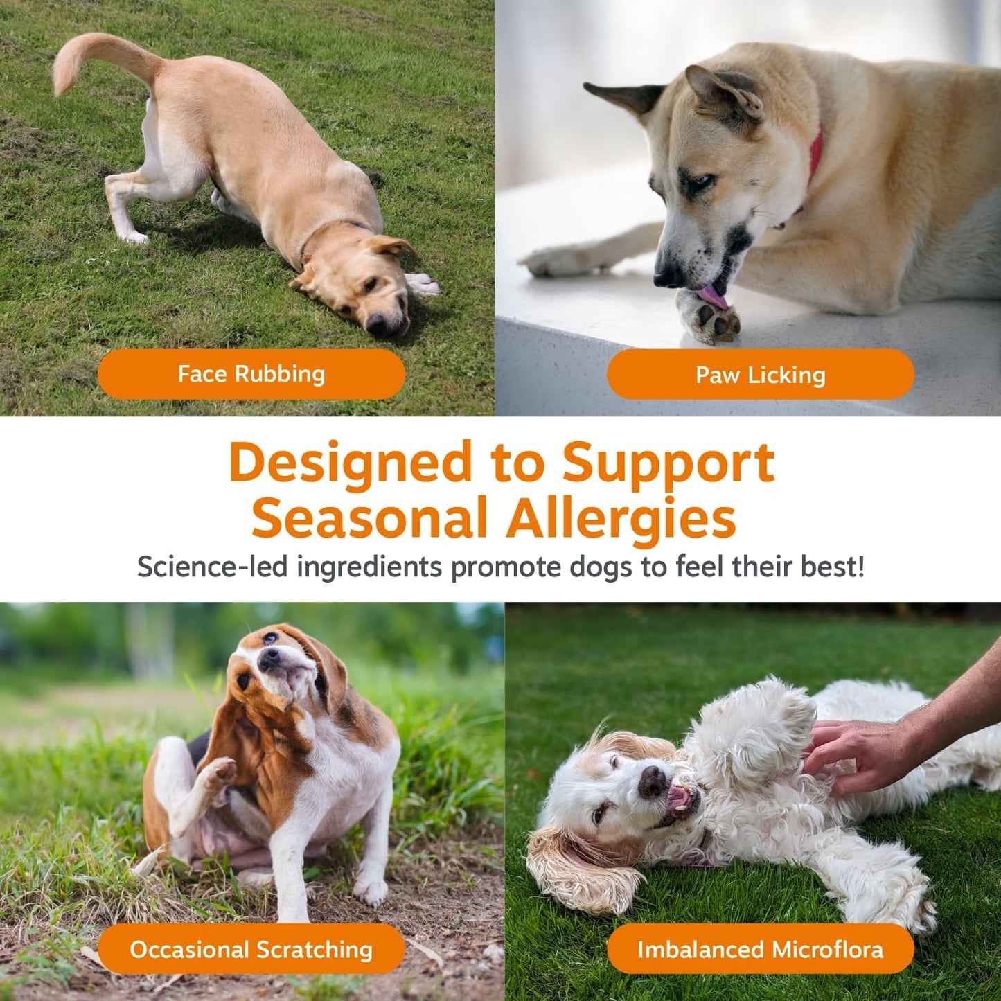 Dog Allergy Support Chews