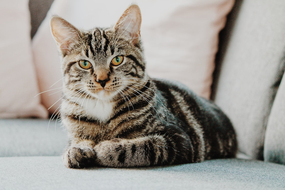 A relaxed cat resting at home