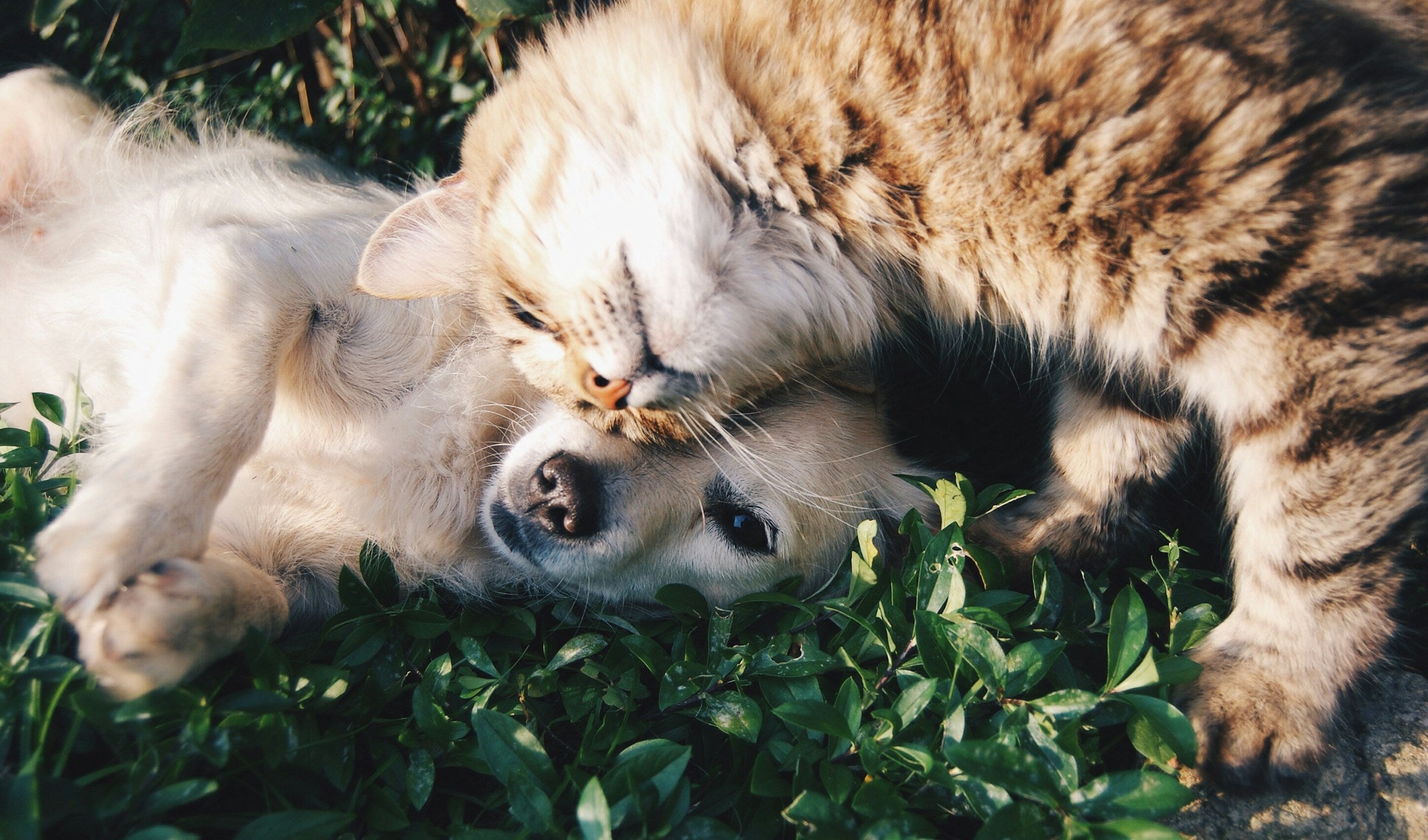 A cat and dog sharing a peaceful moment